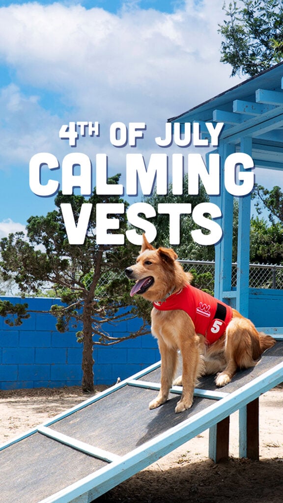 A dog wearing a red calming vest sits on a ramp outdoors with text reading 4th of July Calming Vests above.