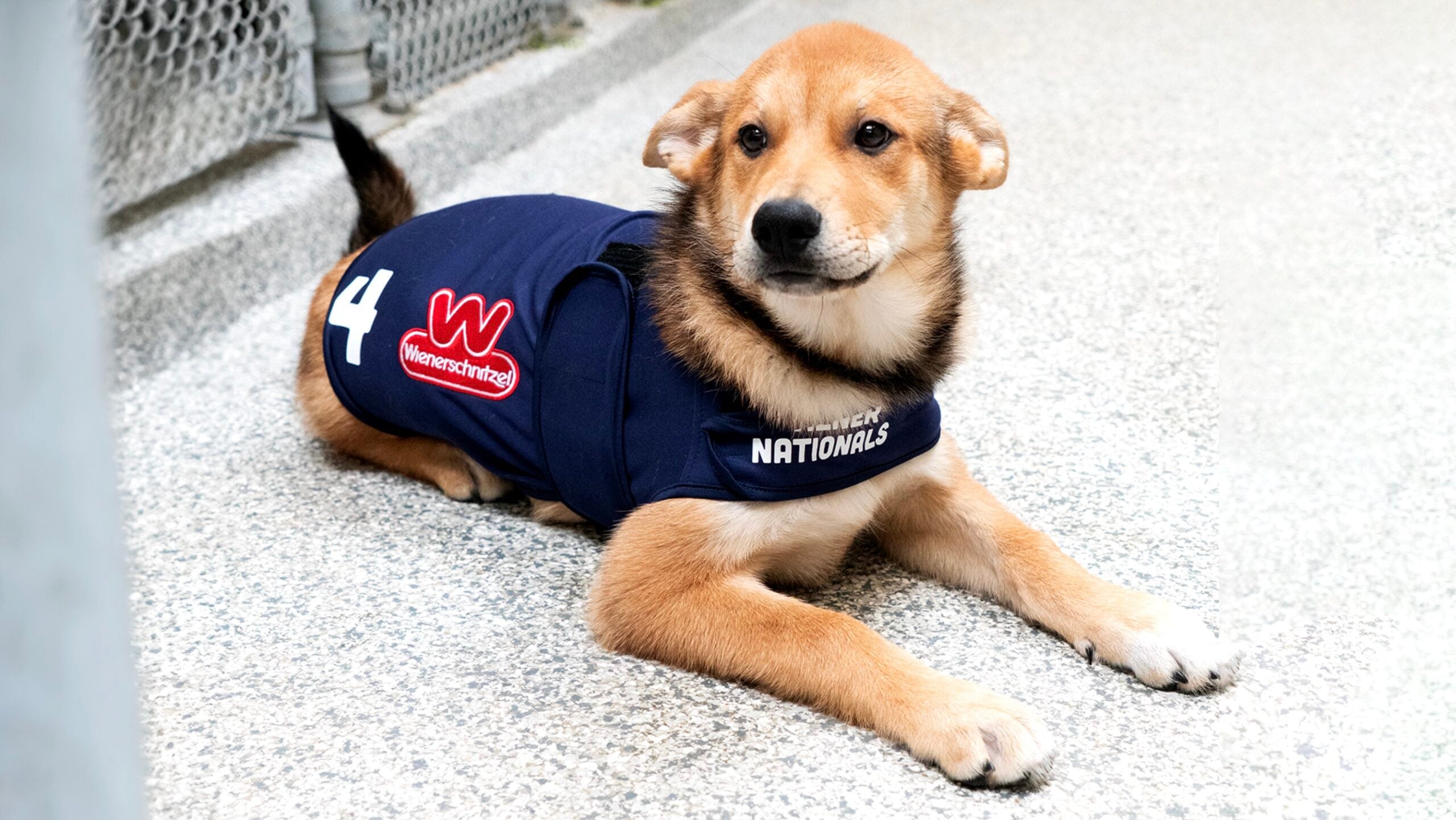 A brown puppy wearing a navy vest with patches lies on a speckled ground near a metal fence.