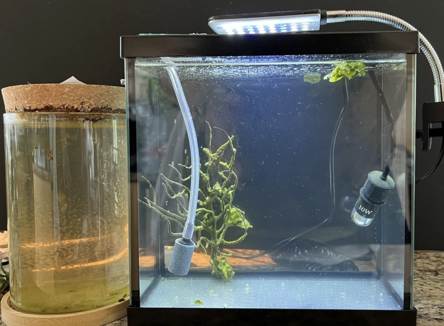 A small aquarium with plants, a heater, and a bubbler next to a glass jar filled with water and algae, both on a wooden surface.