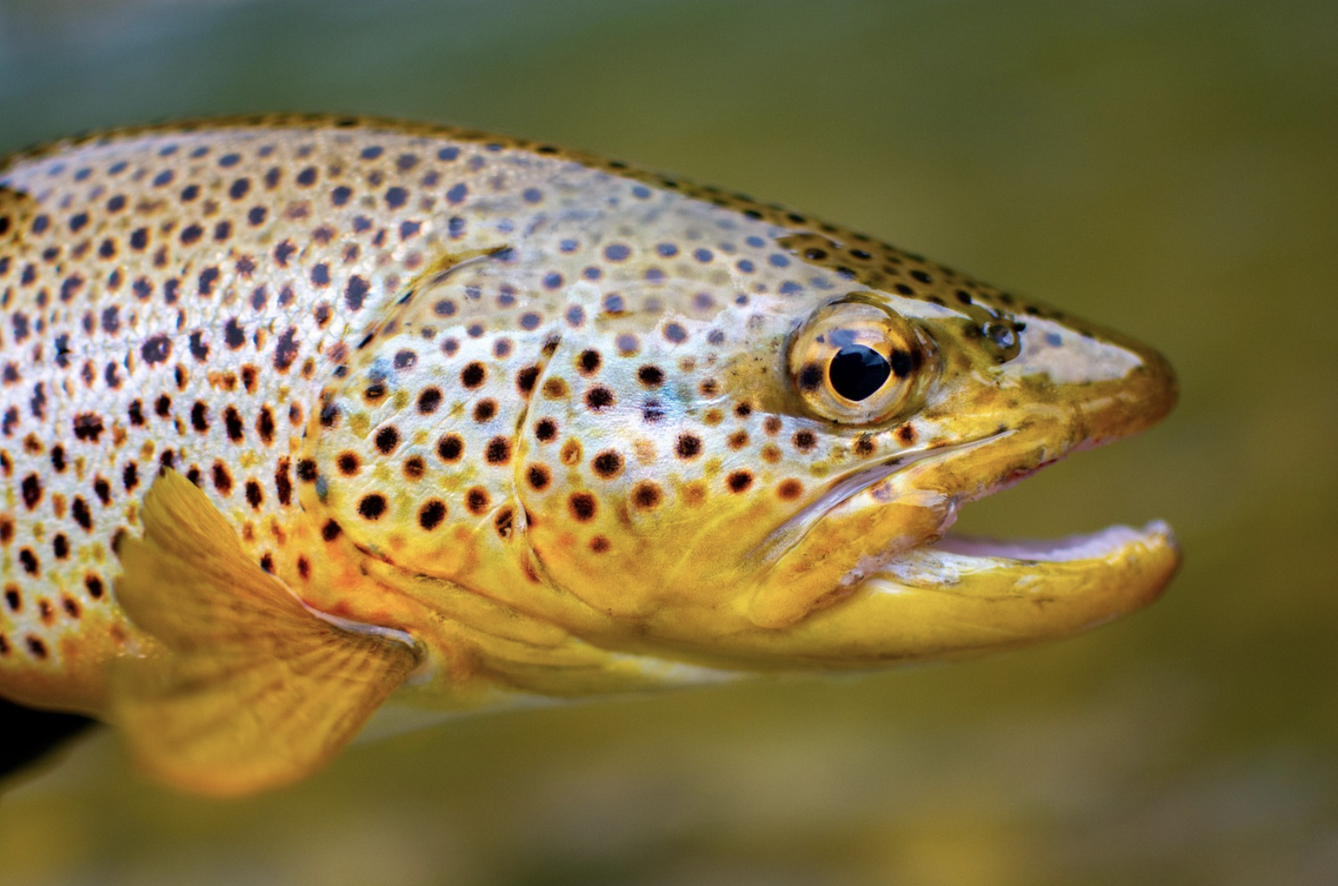 Close-up of a brown trout fish showing detailed spots and scales, with its mouth slightly open against a blurred natural background.