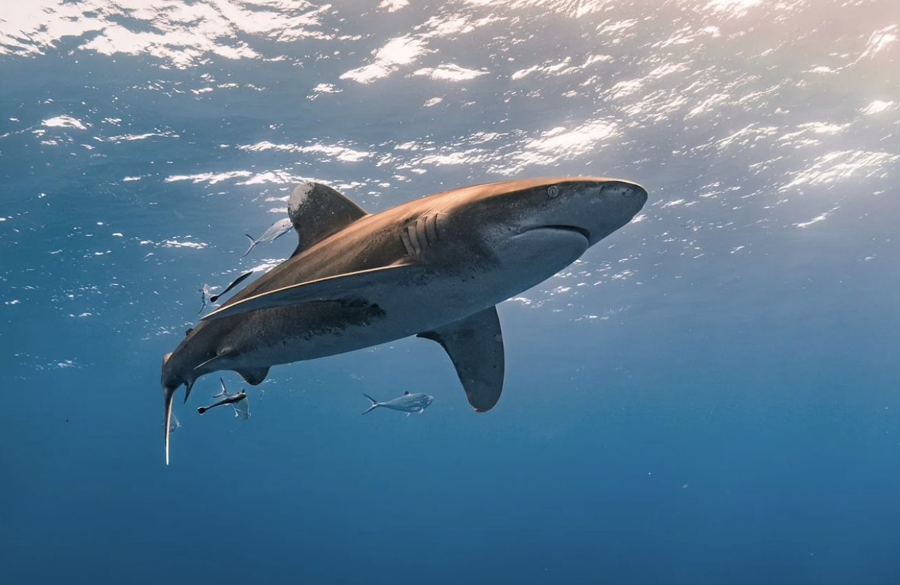 A large shark swims underwater near the surface, accompanied by smaller fish. Sunlight filters through the water above.