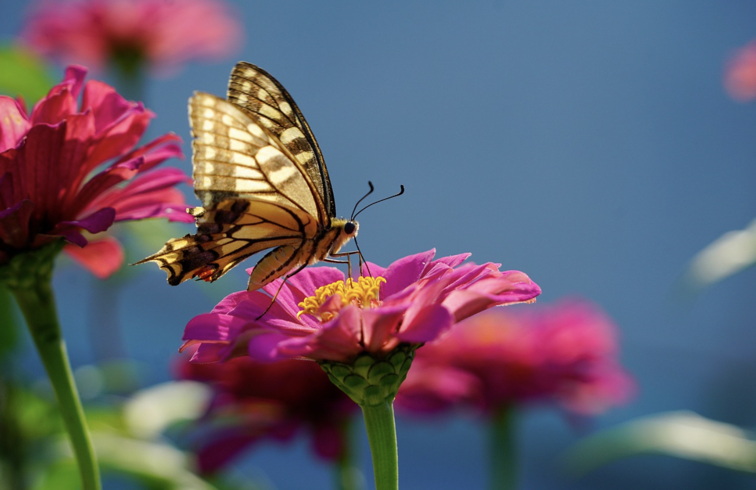 A yellow and black butterfly, as striking as a signature brand, rests on a pink flower with a blue background and other pink flowers in soft focus.
